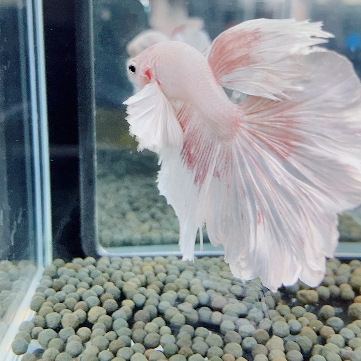 斗鱼黑355号巨斗半月