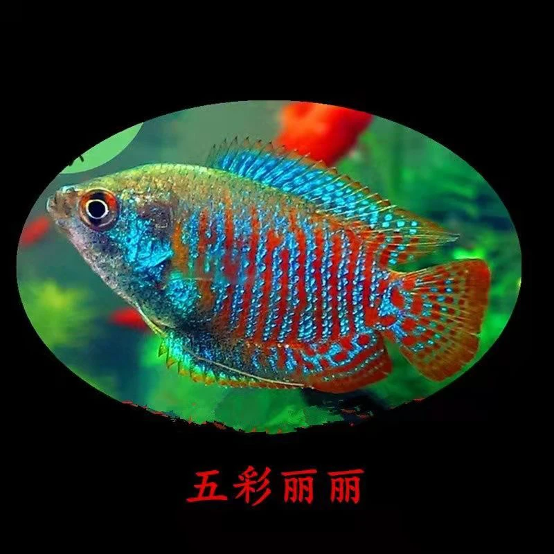 蓝曼龙黄曼龙五彩丽丽鱼热带淡水观赏鱼深海主人小鱼好养无需打氧