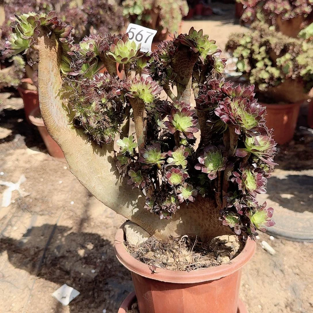 567黑法师一颗有伤