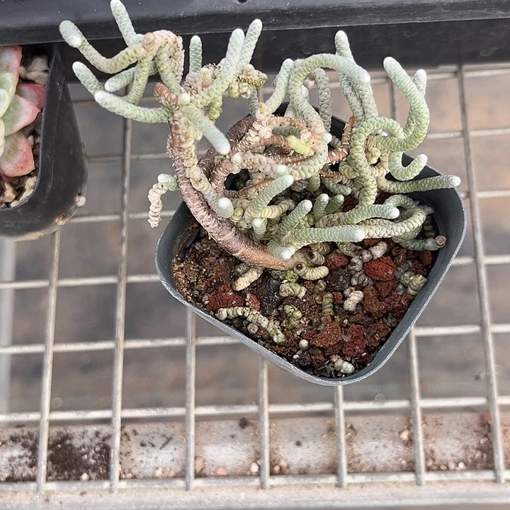 我也不知道我为什么要这样