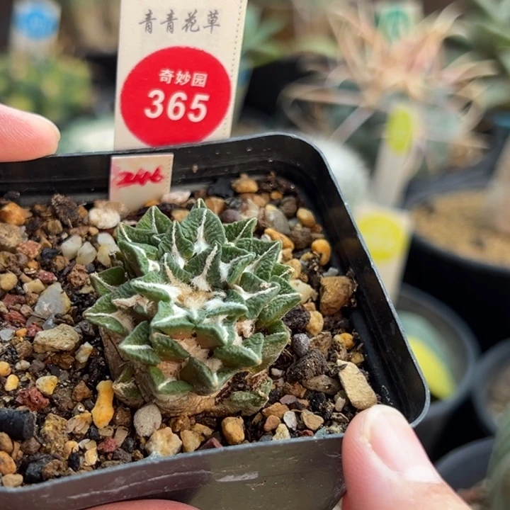 自根小萝卜根螺旋尤黑牡丹3.4cm