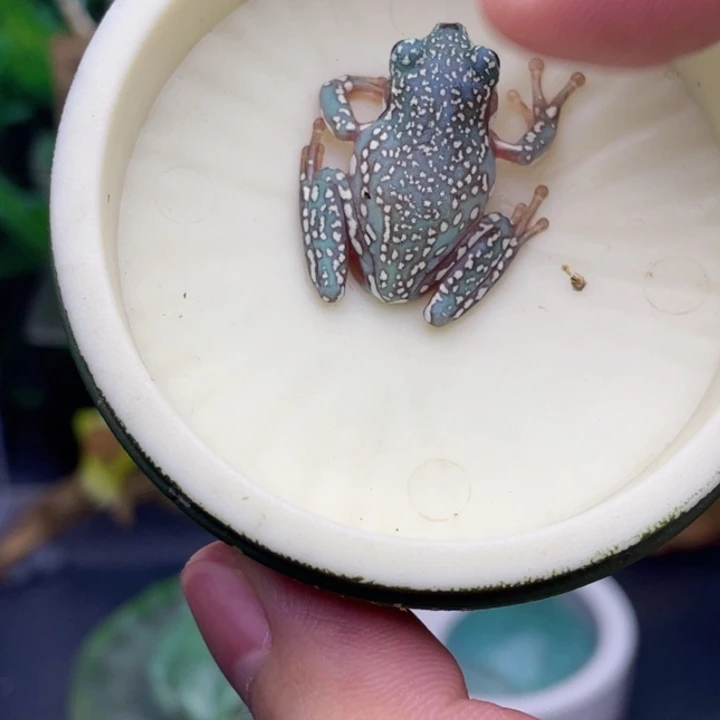 老爷树蛙12号深蓝暴雪