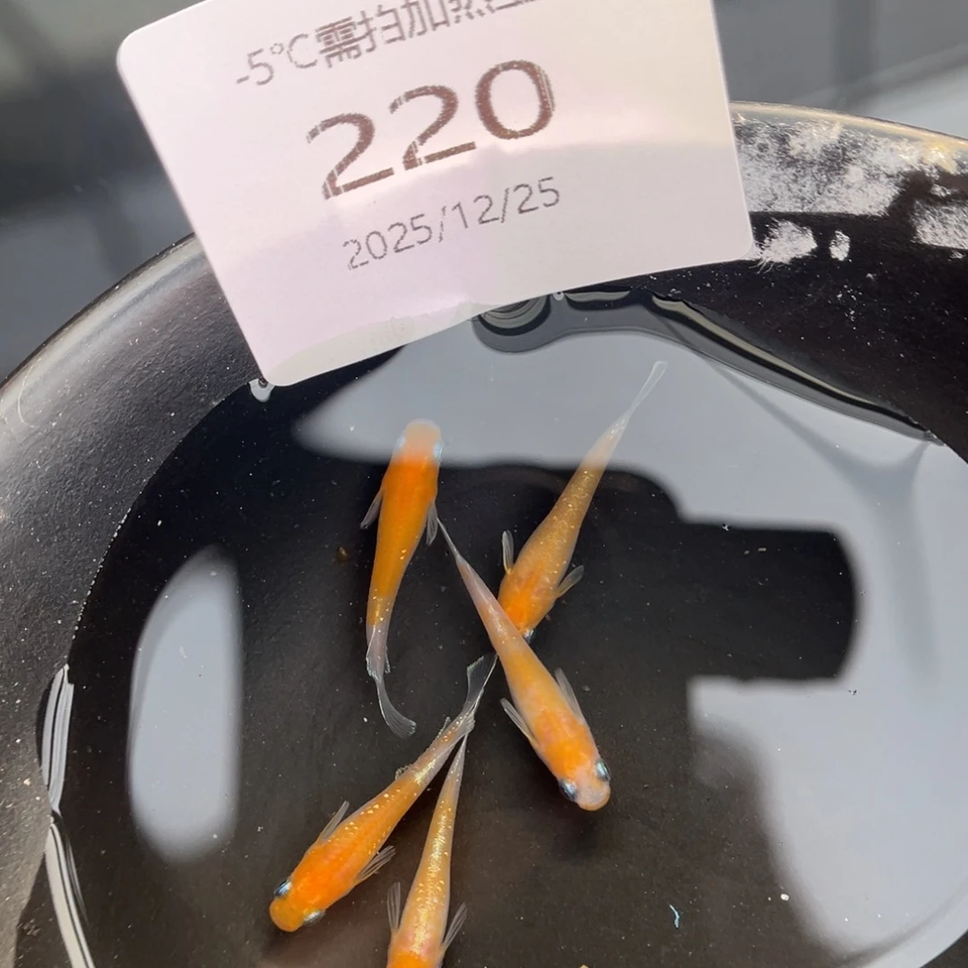 青鳉鱼220赤壁红白五尾