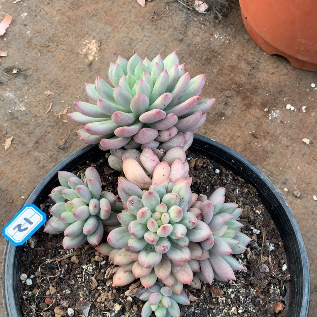 12美人一物一拍多肉