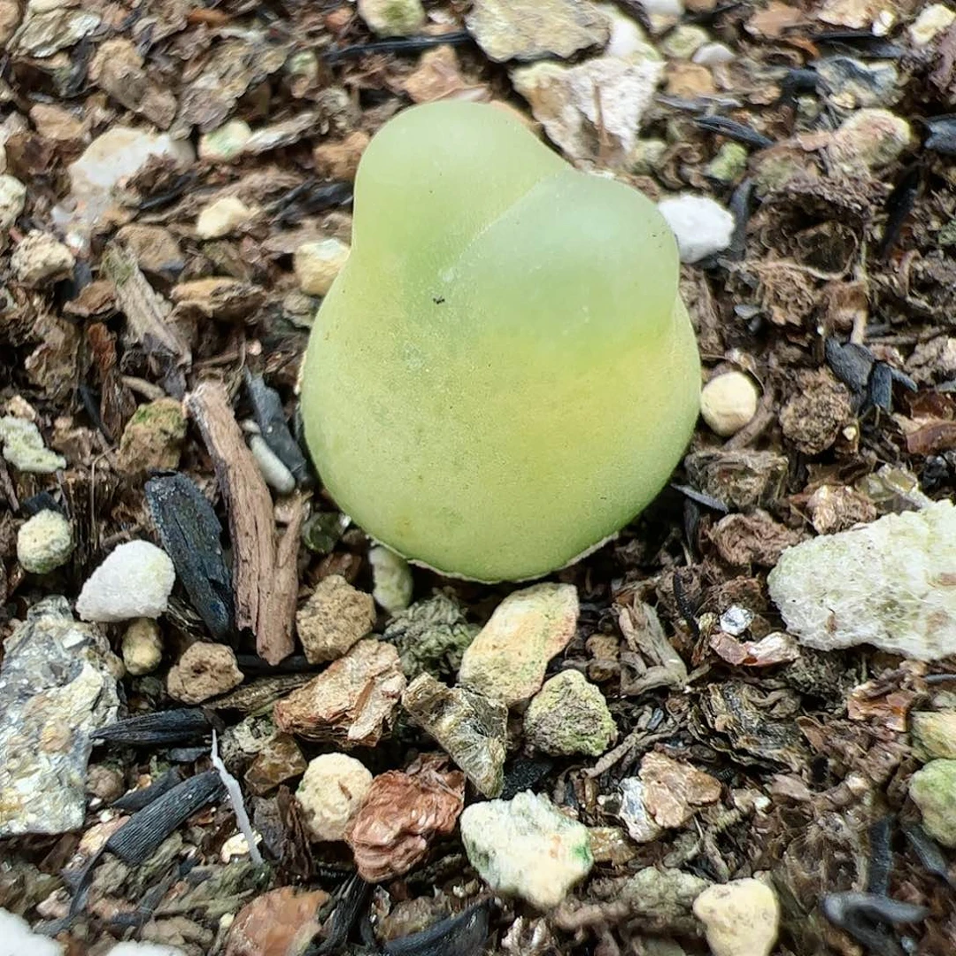 【闪购商品】54 带盆