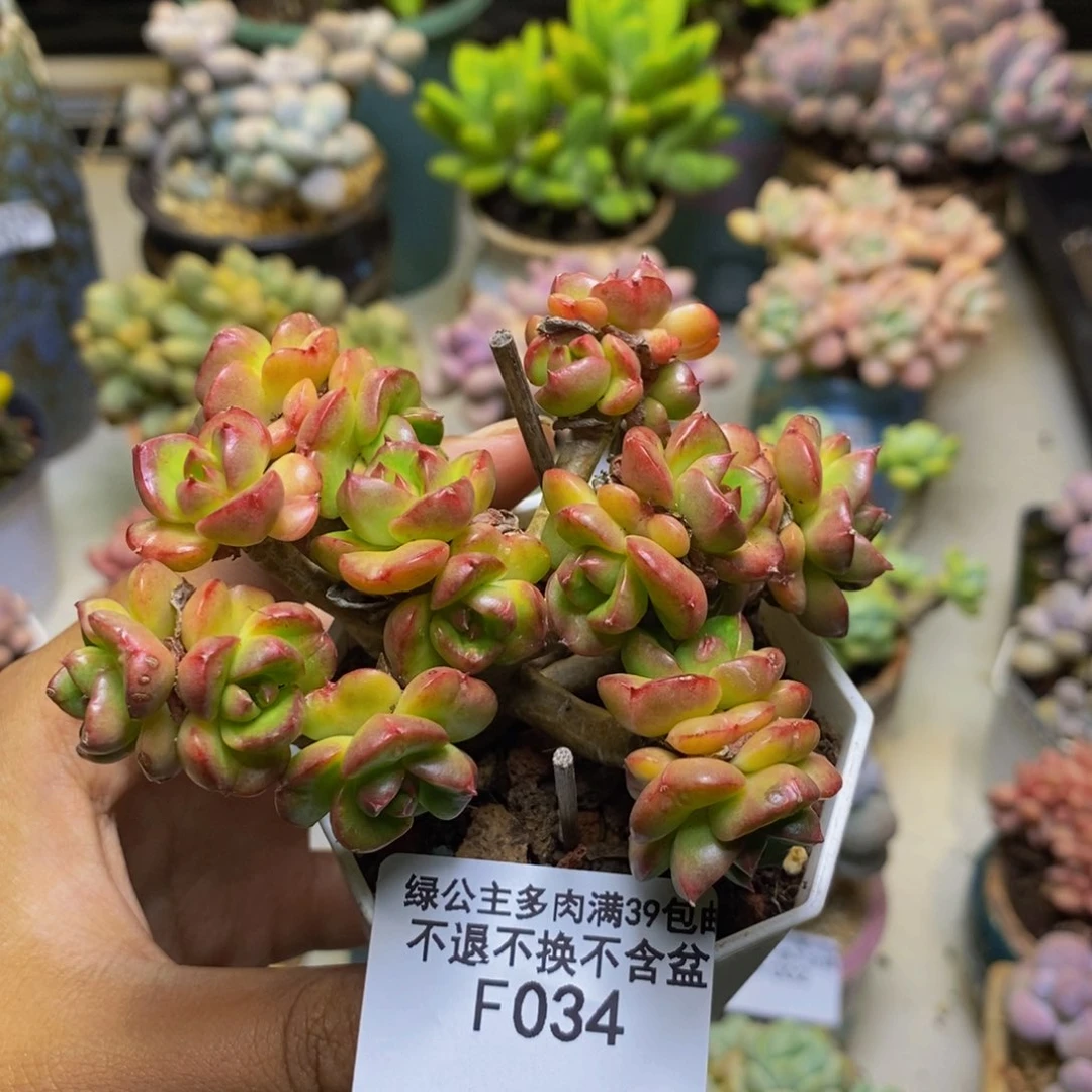 034蜡牡丹多肉7cm