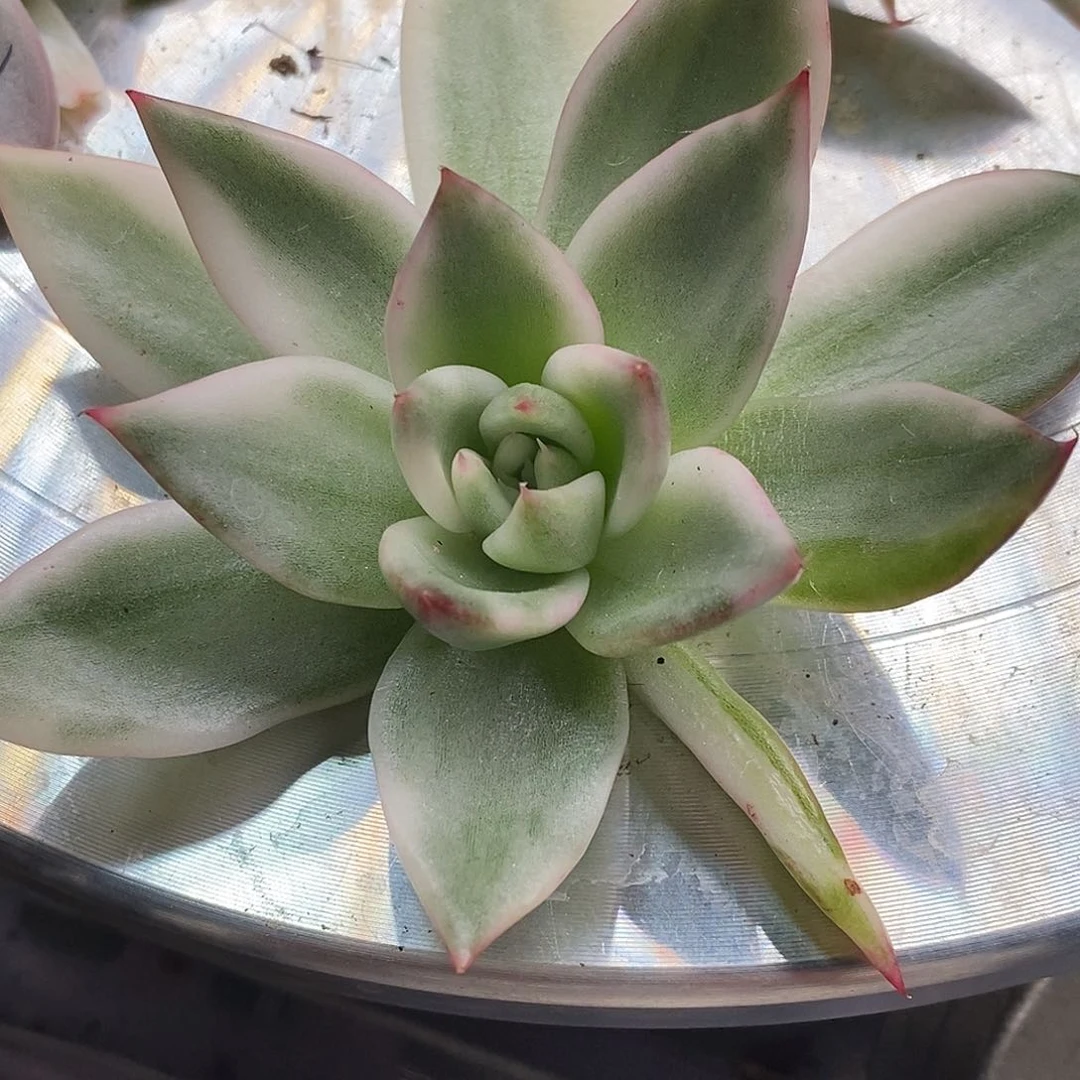༄***࿐马琳琳锦一物一拍，