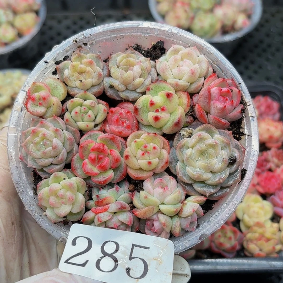 多肉植物多肉植物285