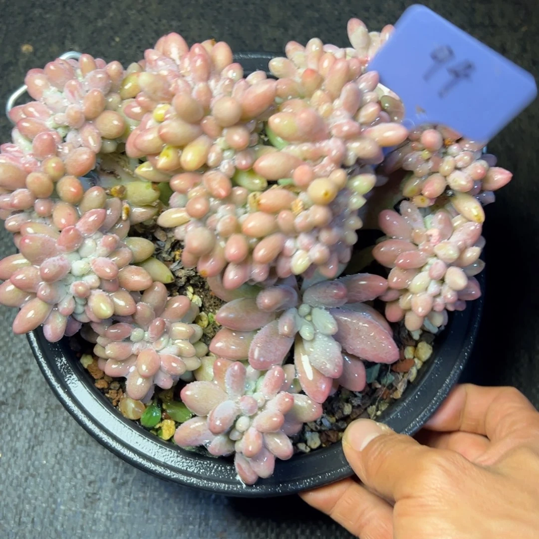 肖***歪94号汤圆缀多肉植物25