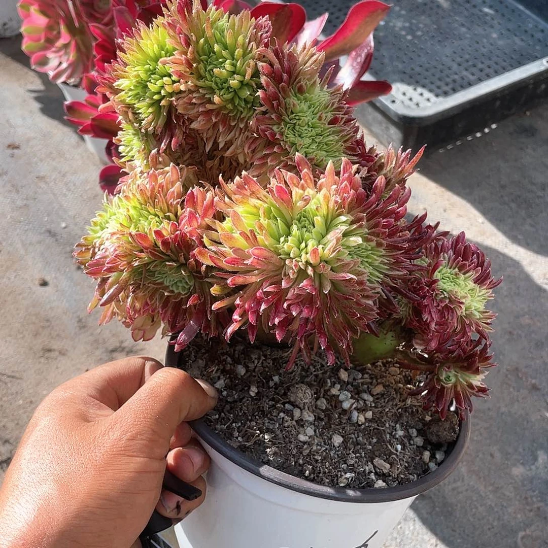 心**阳金丝菊缀化带盆发货