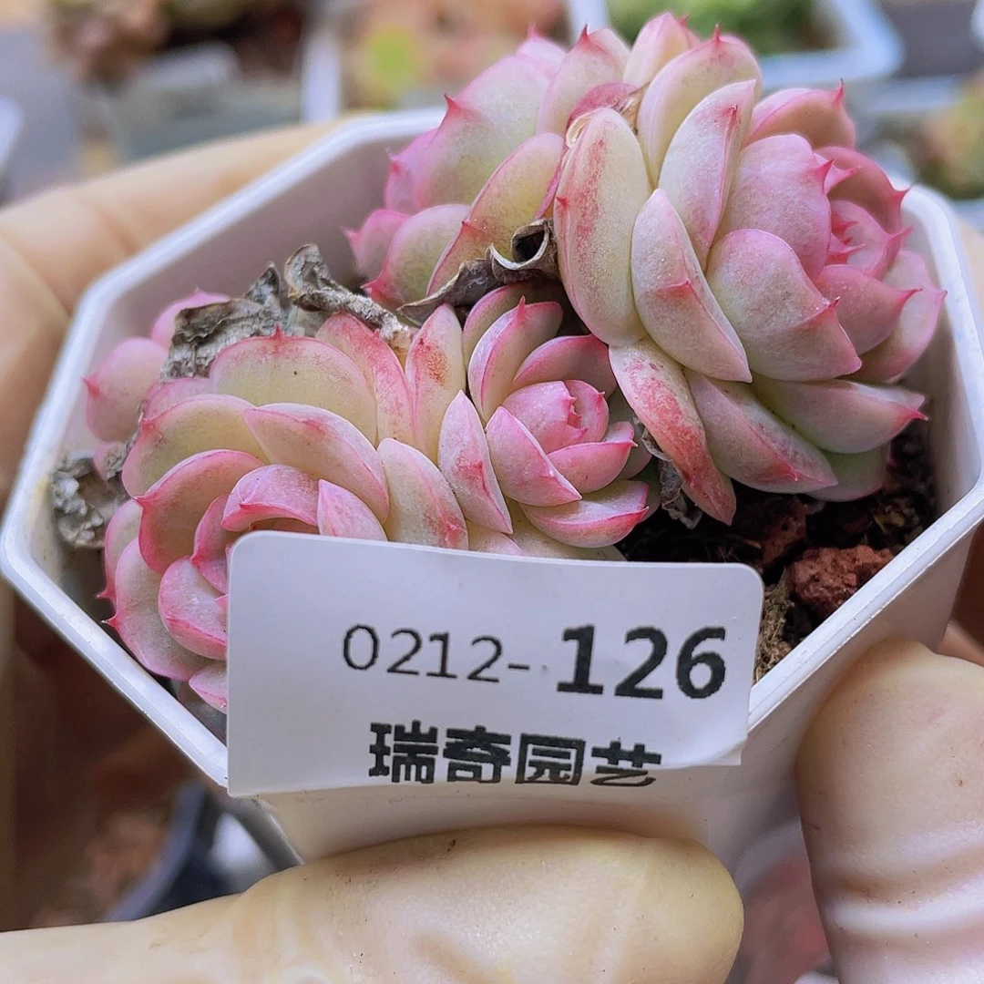 蔓*萝000000000126一物一拍