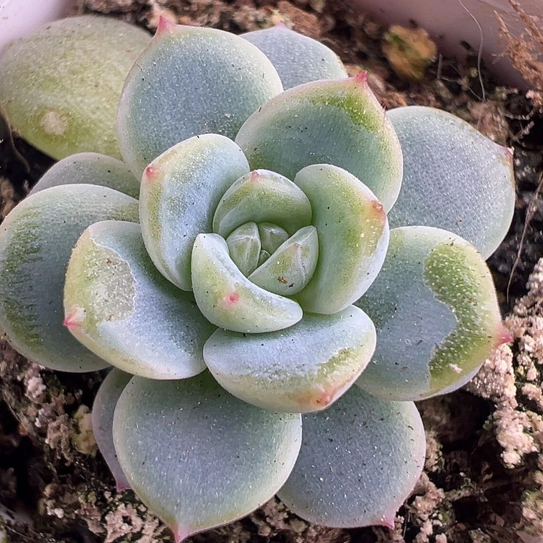 白心西米露。新品。