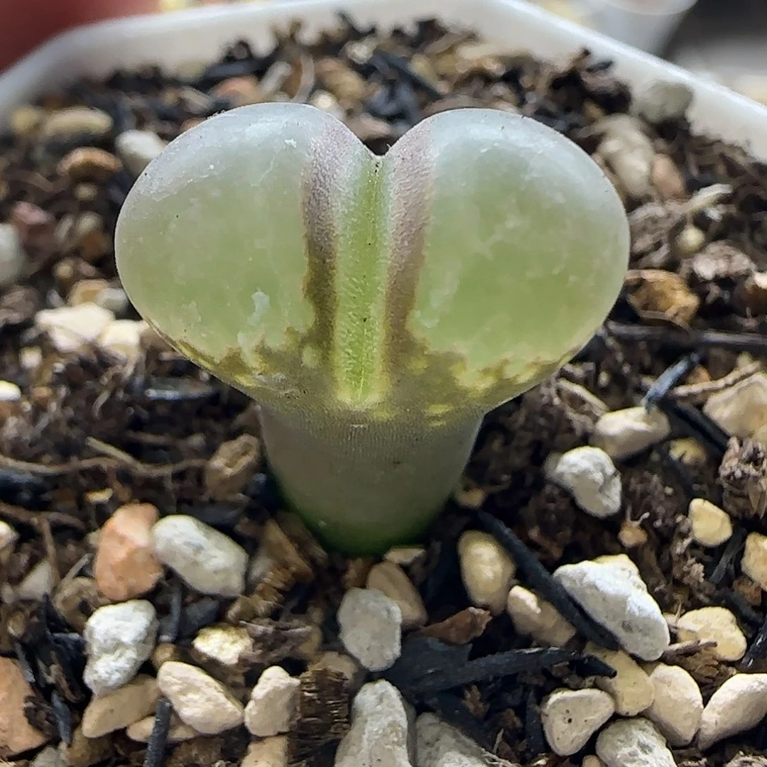 376日本原株红风铃