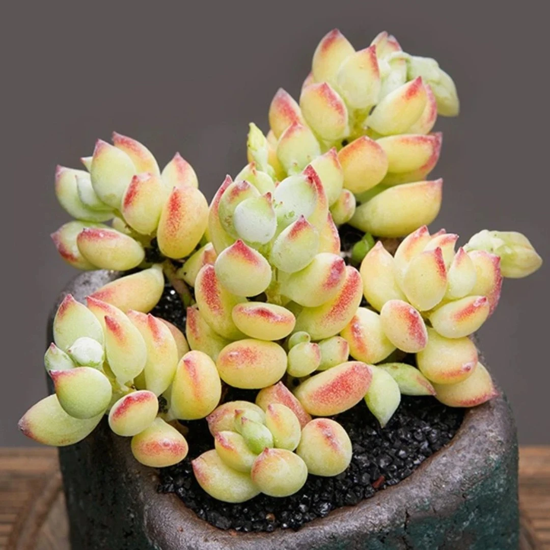 【满9.9包邮】达摩福娘带香味8cm盆多肉植物以直播间展示为主