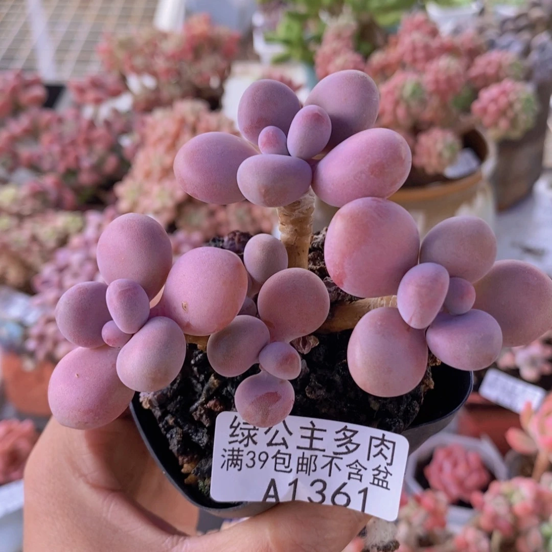 腰子桃蛋6cm1361多肉植物