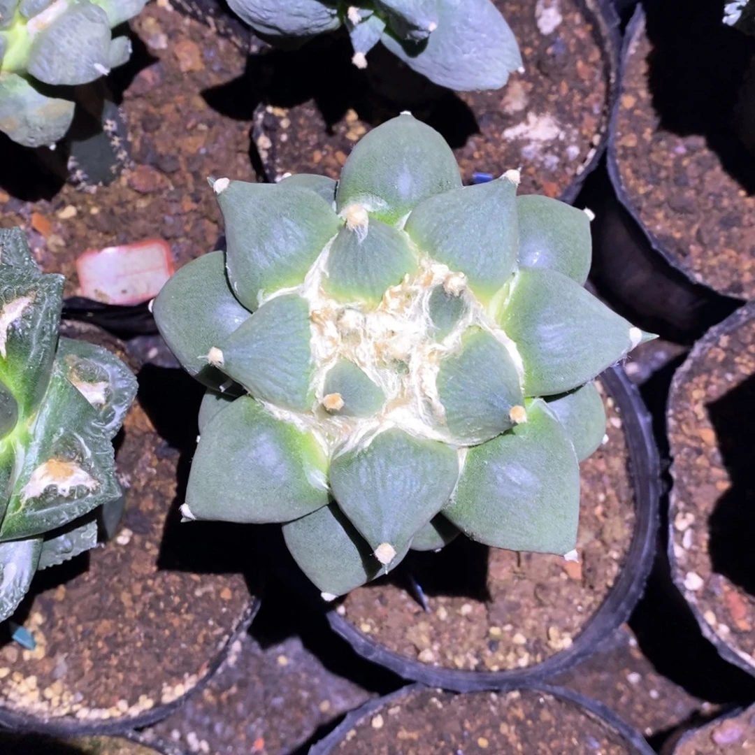 无花朵嫁接蛋蛋福利