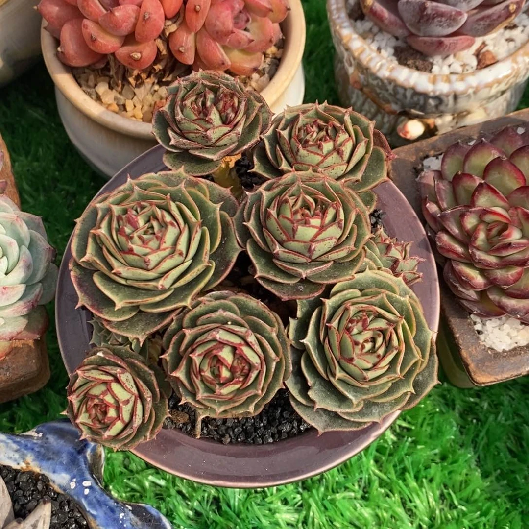 古**i古yi罗西马多肉植物