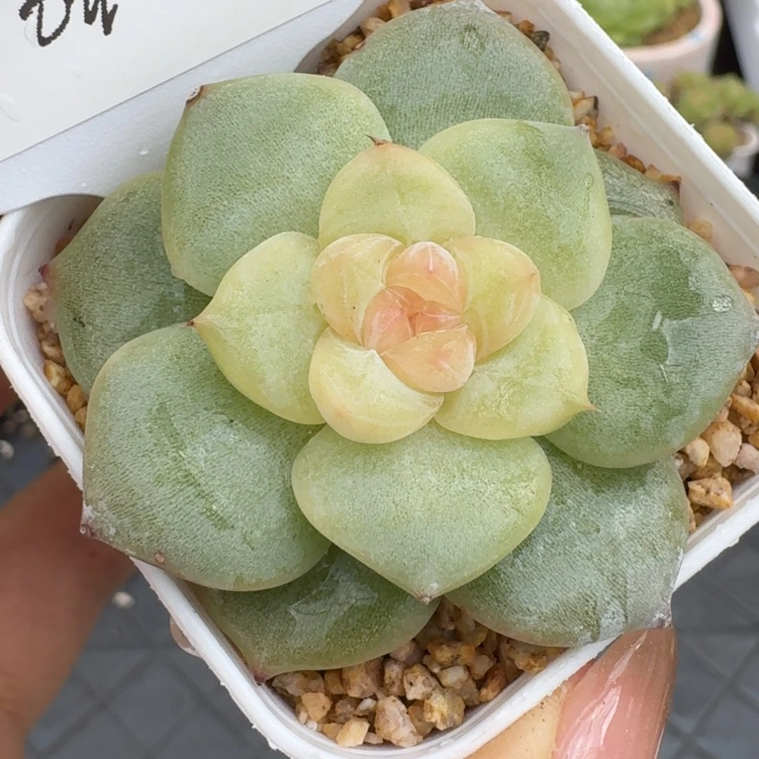 0810-025-白玉珍妮