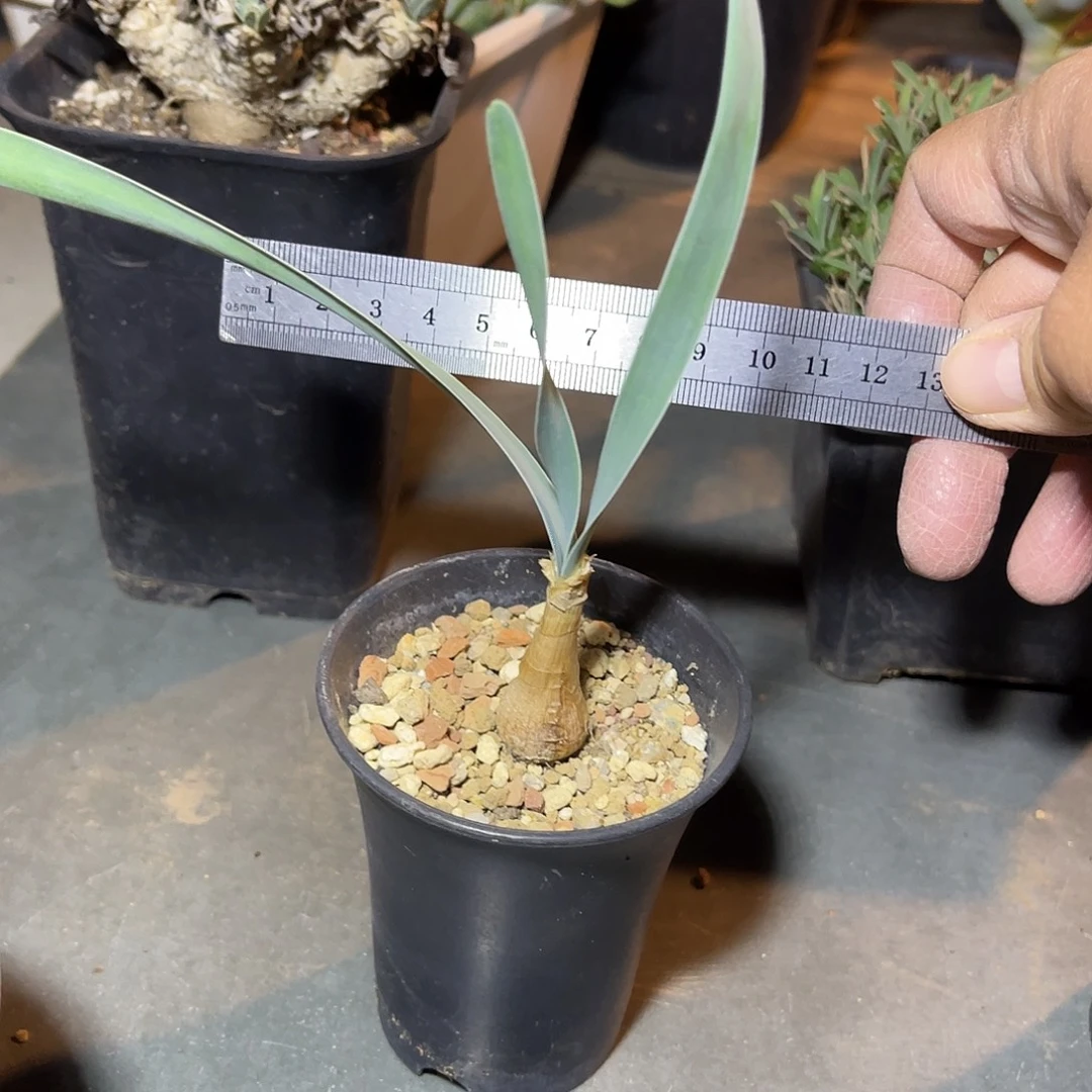 老家产地巨凤之卵