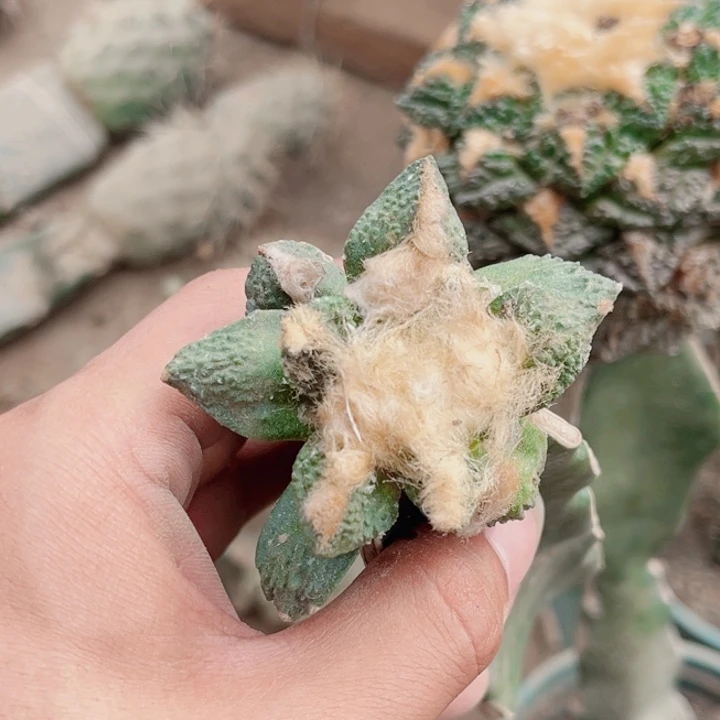 牡丹三角嫁接仙人球