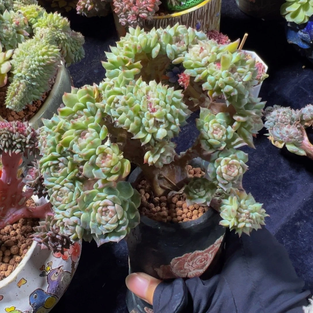 冻***腐绿体冰魄缀会员扣费322