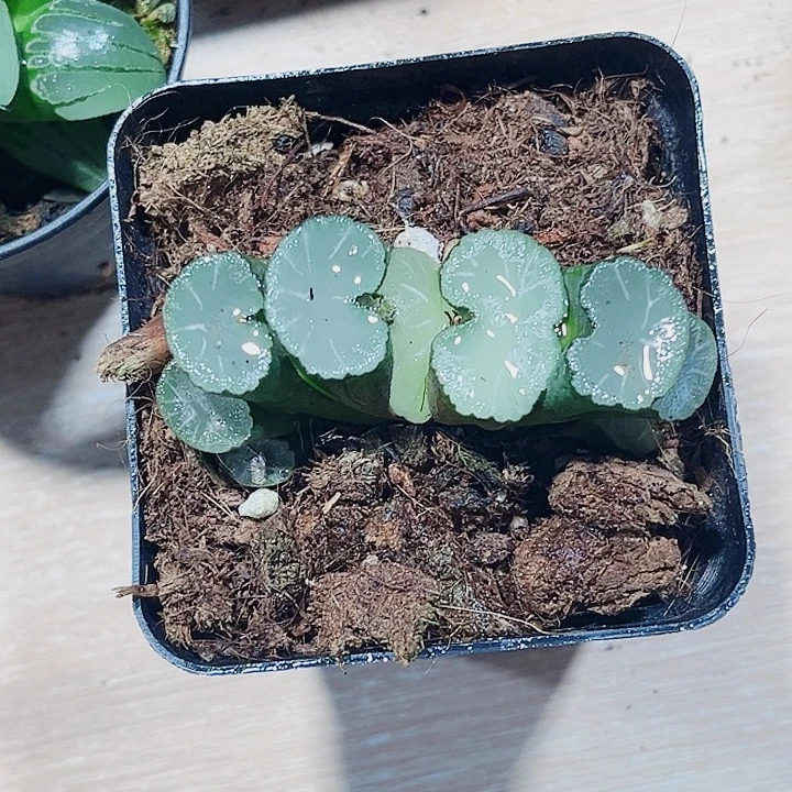 白牙玉扇新手好养