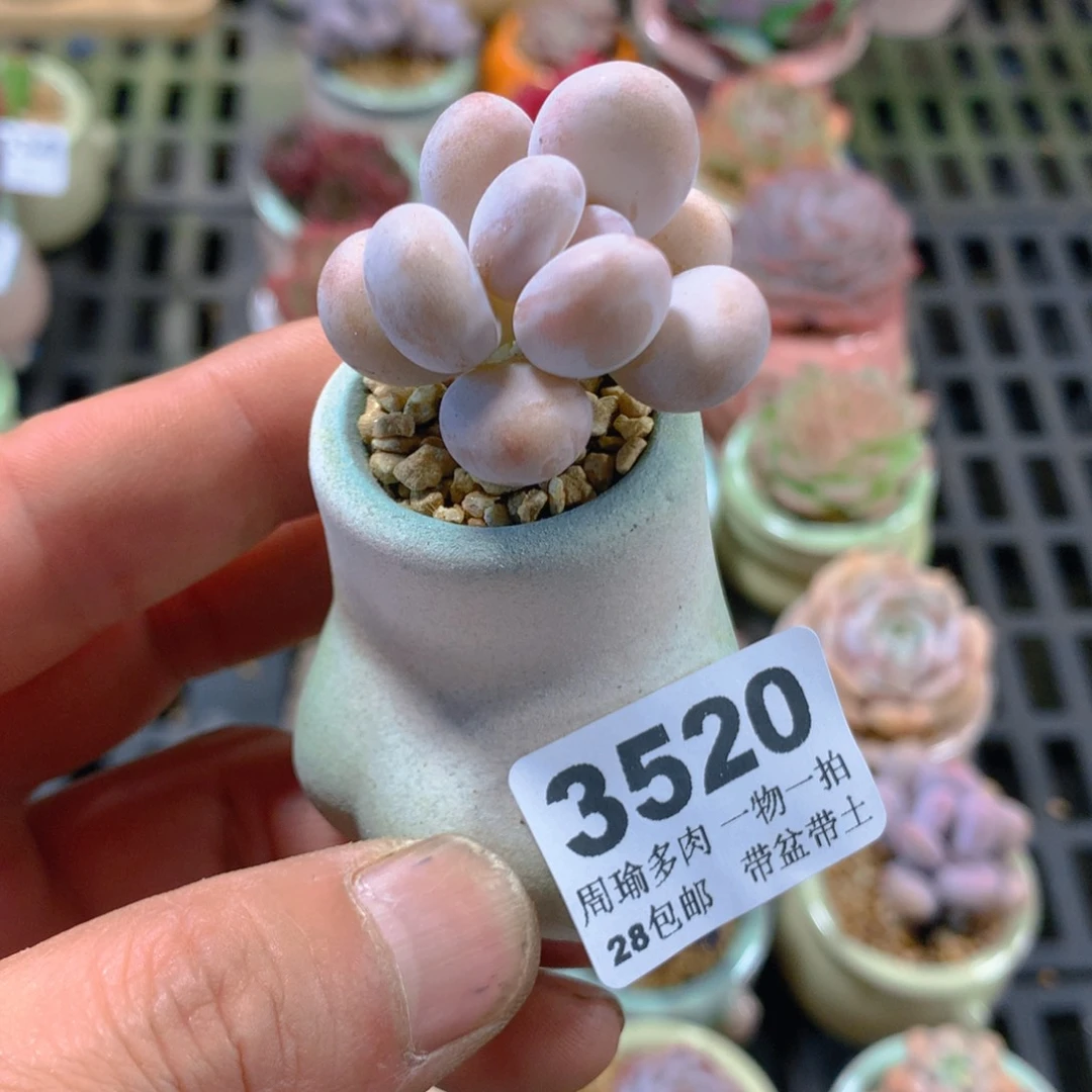 5厘米盆精控多肉3520