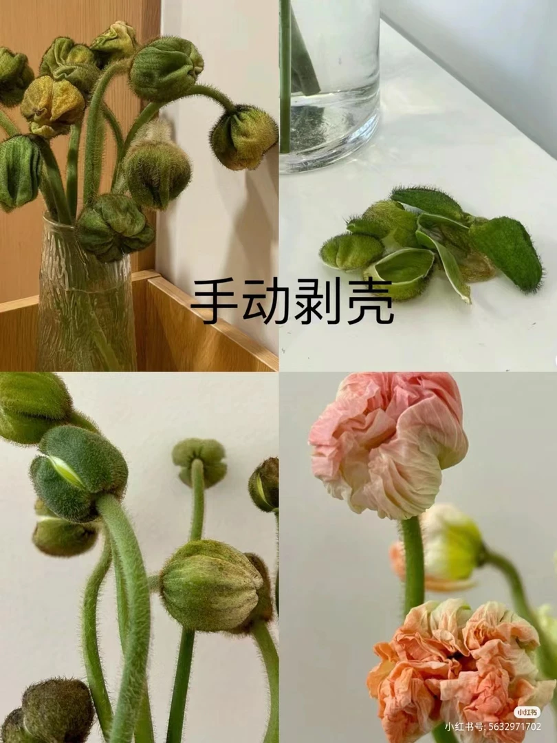 【源头一手价】虞美人一把   云南基地鲜花 直发   家养水养