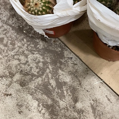 多头虾，26899000357