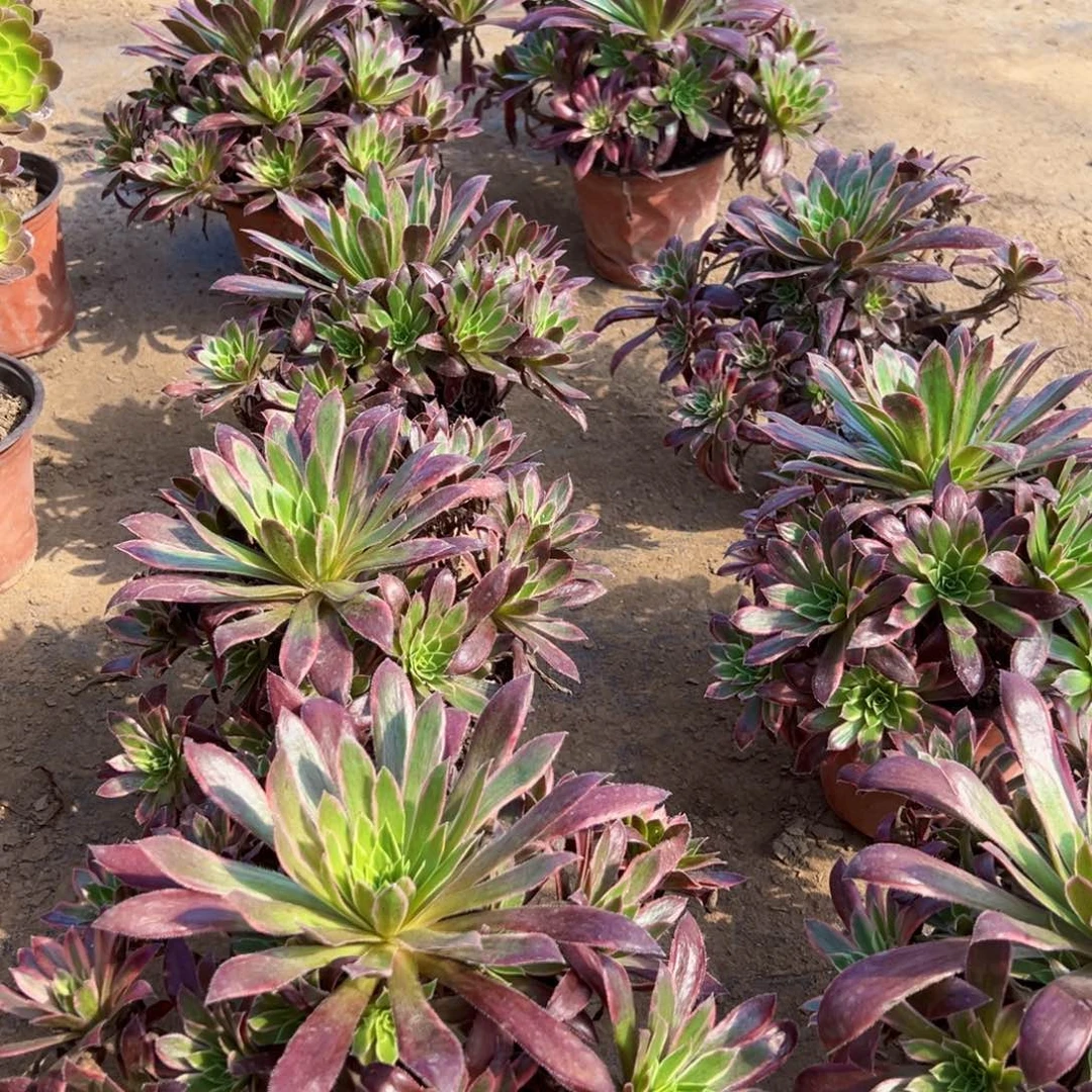 孔雀锦9.9法师多肉木质