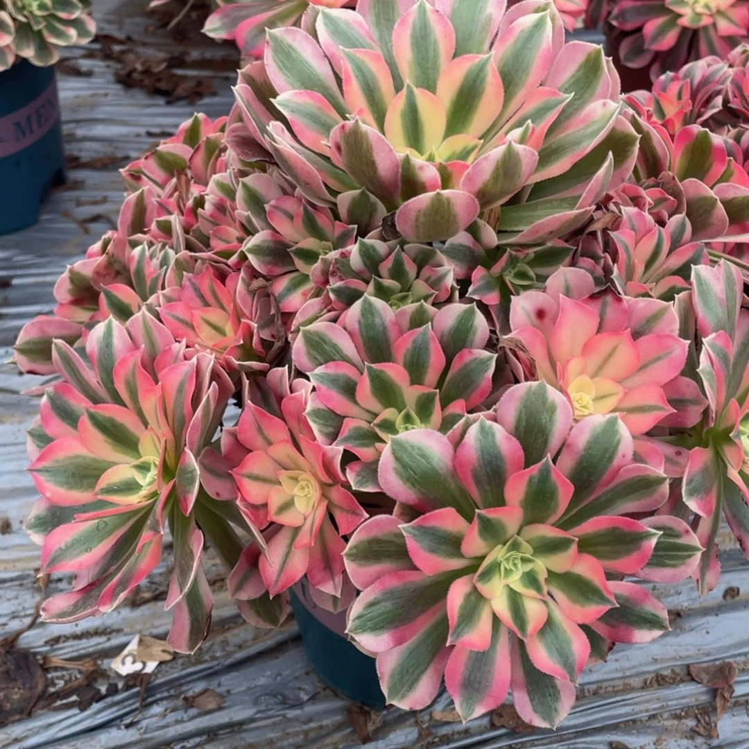 我***屎201粉女巫精品法师老桩