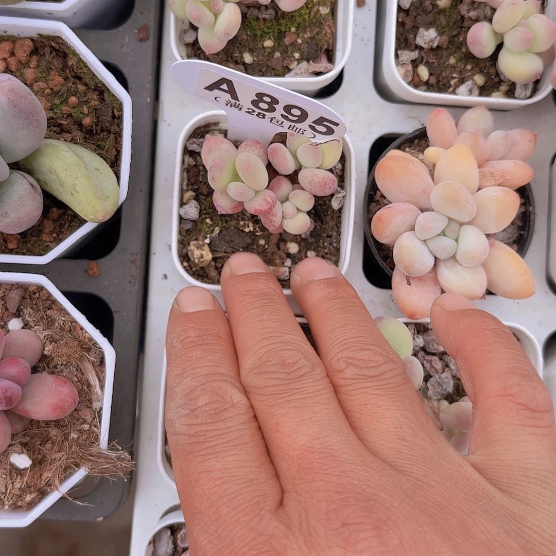 A895苹果奶一物一拍