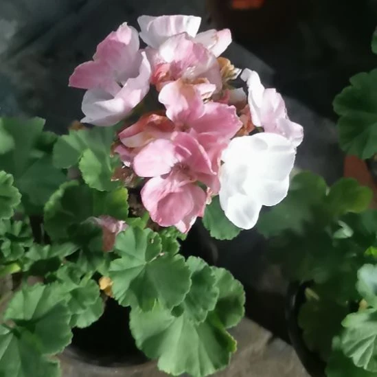 当前无花栽培后可以开花皮尔金顿