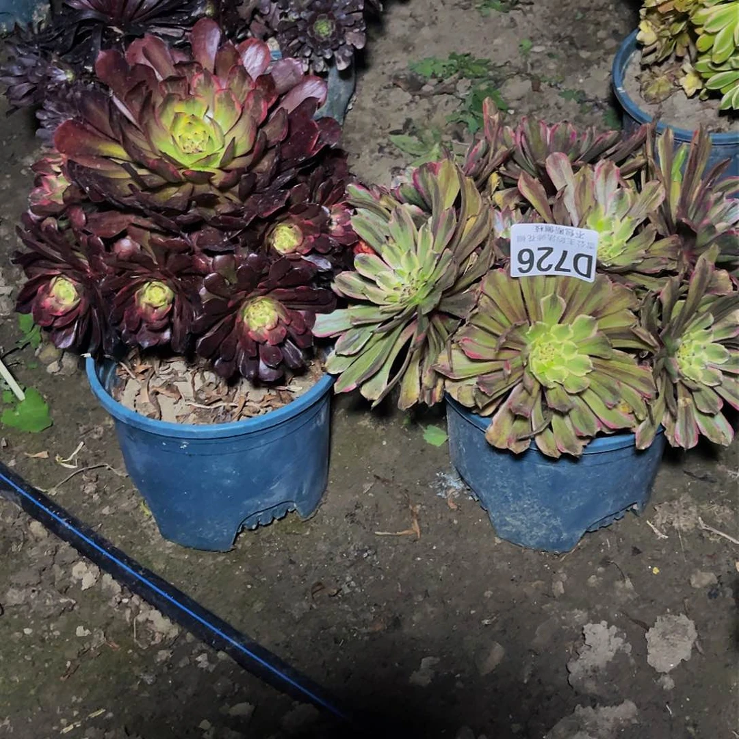 两盆法师13-0包邮法师