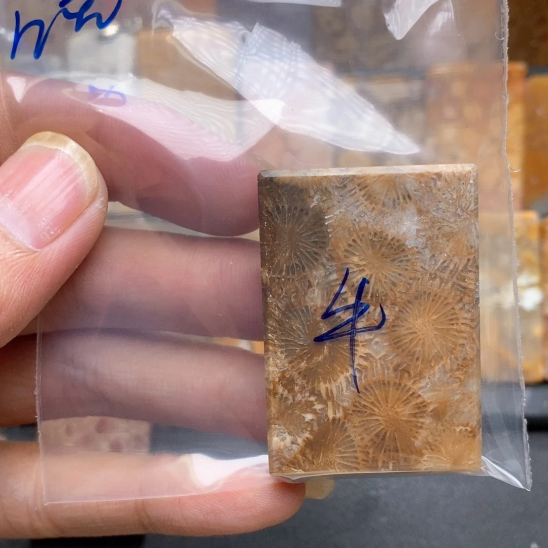清***蹄硅化珊瑚(珊瑚玉)未镶嵌颈饰