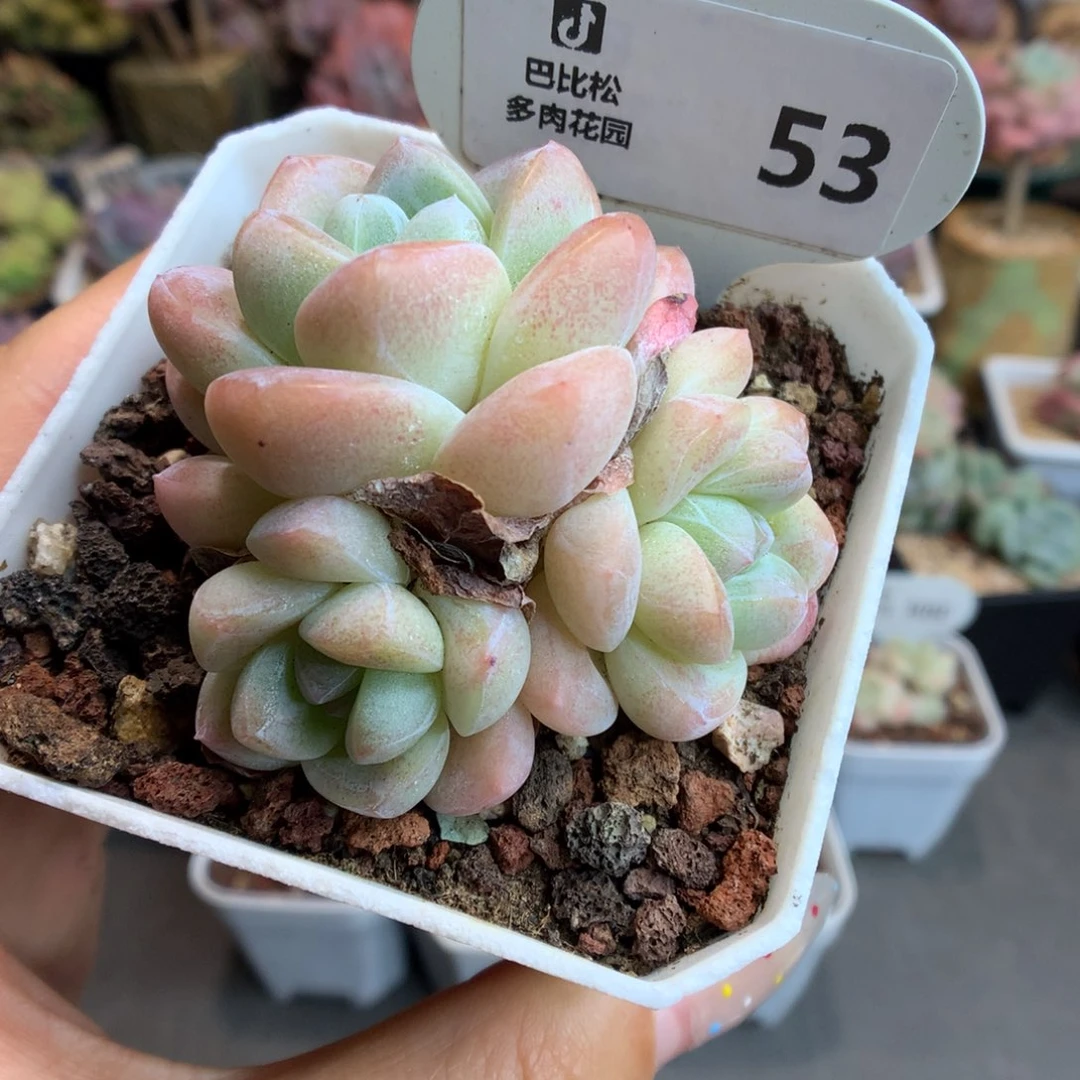 53三头肥肥冰玉多肉植物