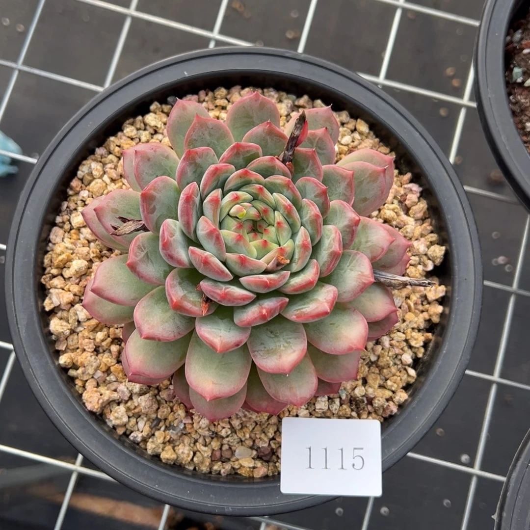 A****菜1115肉肉肉肉肉肉肉