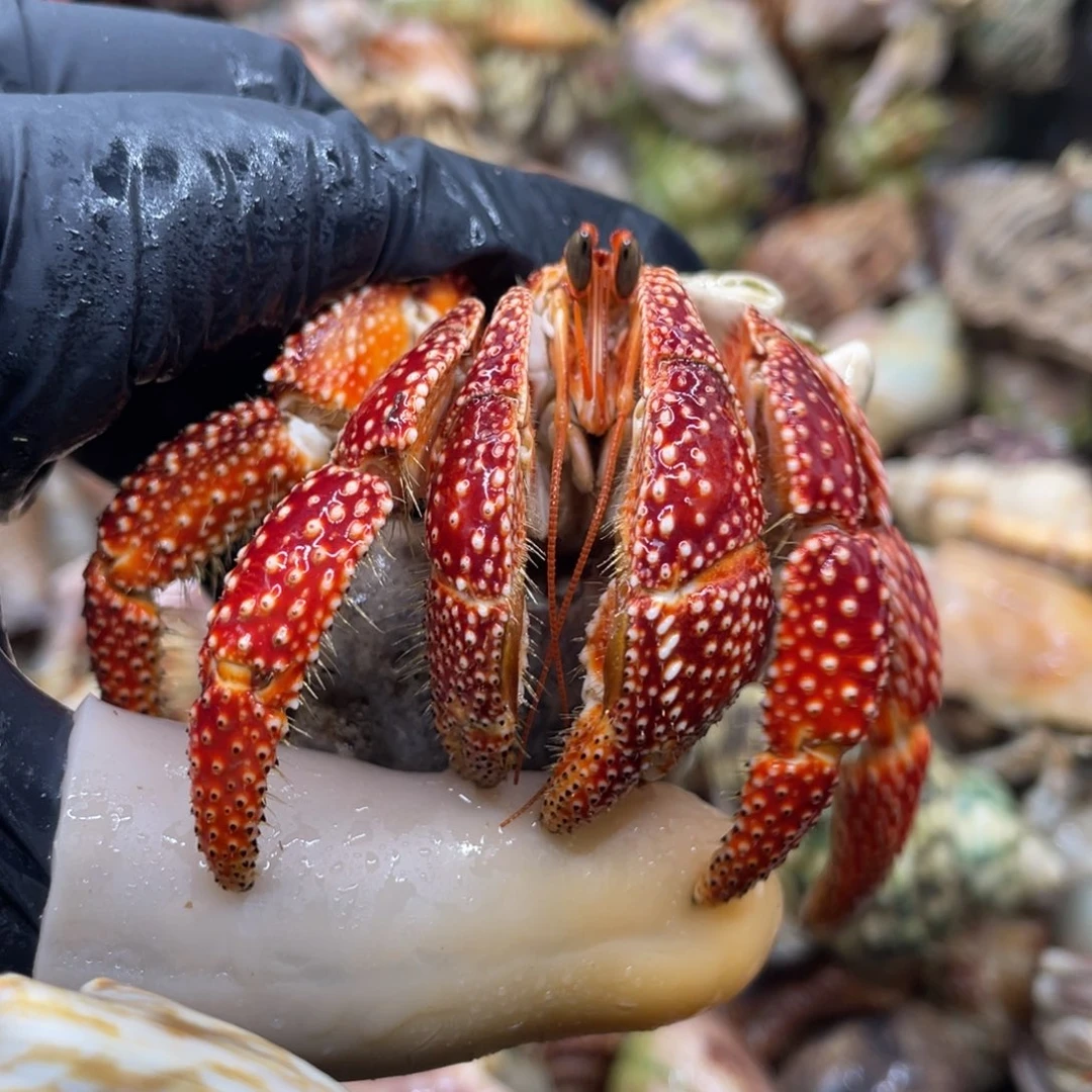 不退不换活体宠物154