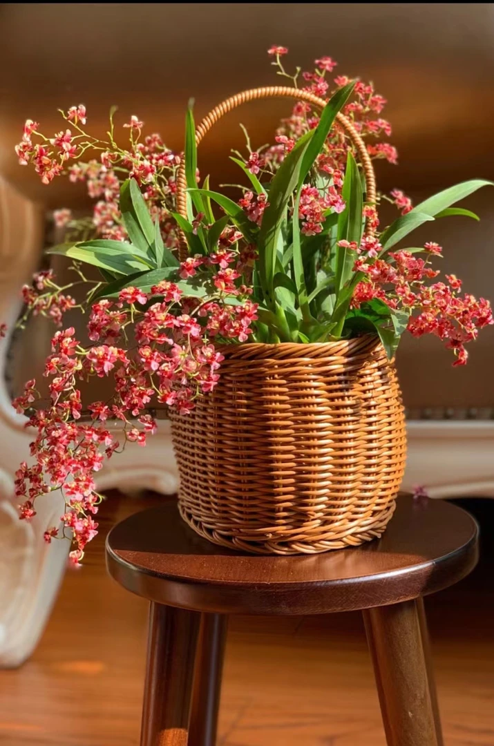 【梦香兰】 双A级红色梦香兰7花剑以上  |  （不参与凑单，一单包邮）