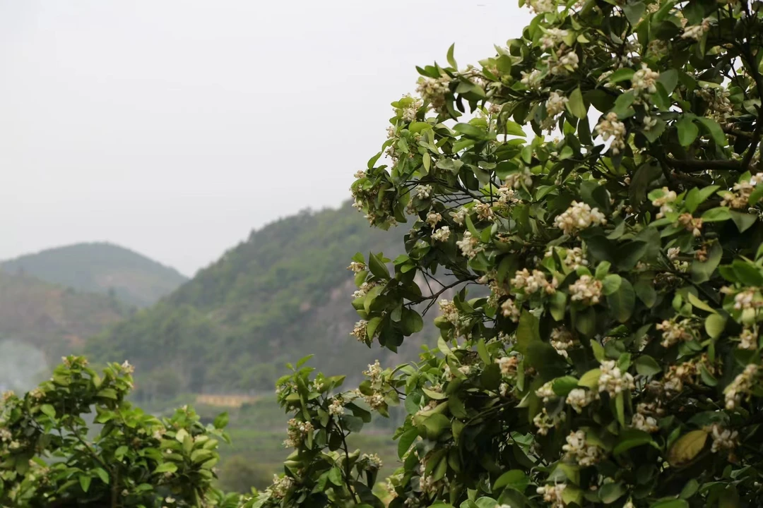 于老师茶堂-618宠粉福利品鉴（25泡）