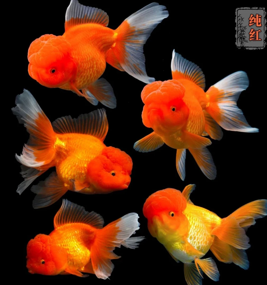 【福袋专用】3尾精品冷水金鱼