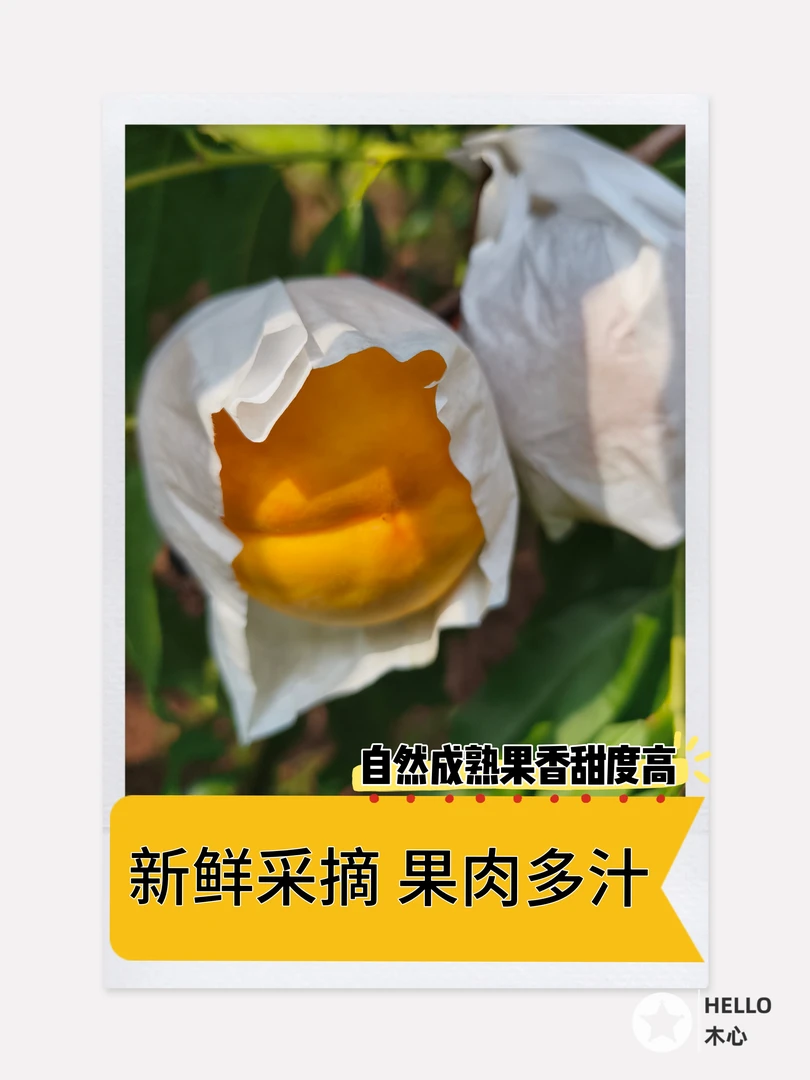 黄桃水蜜桃爆汁桃甜多汁应季水果顺丰包邮