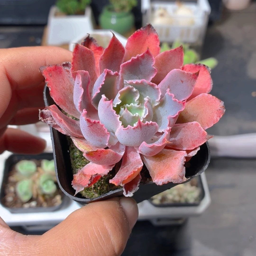 晚霞之舞多肉9.9包邮发货