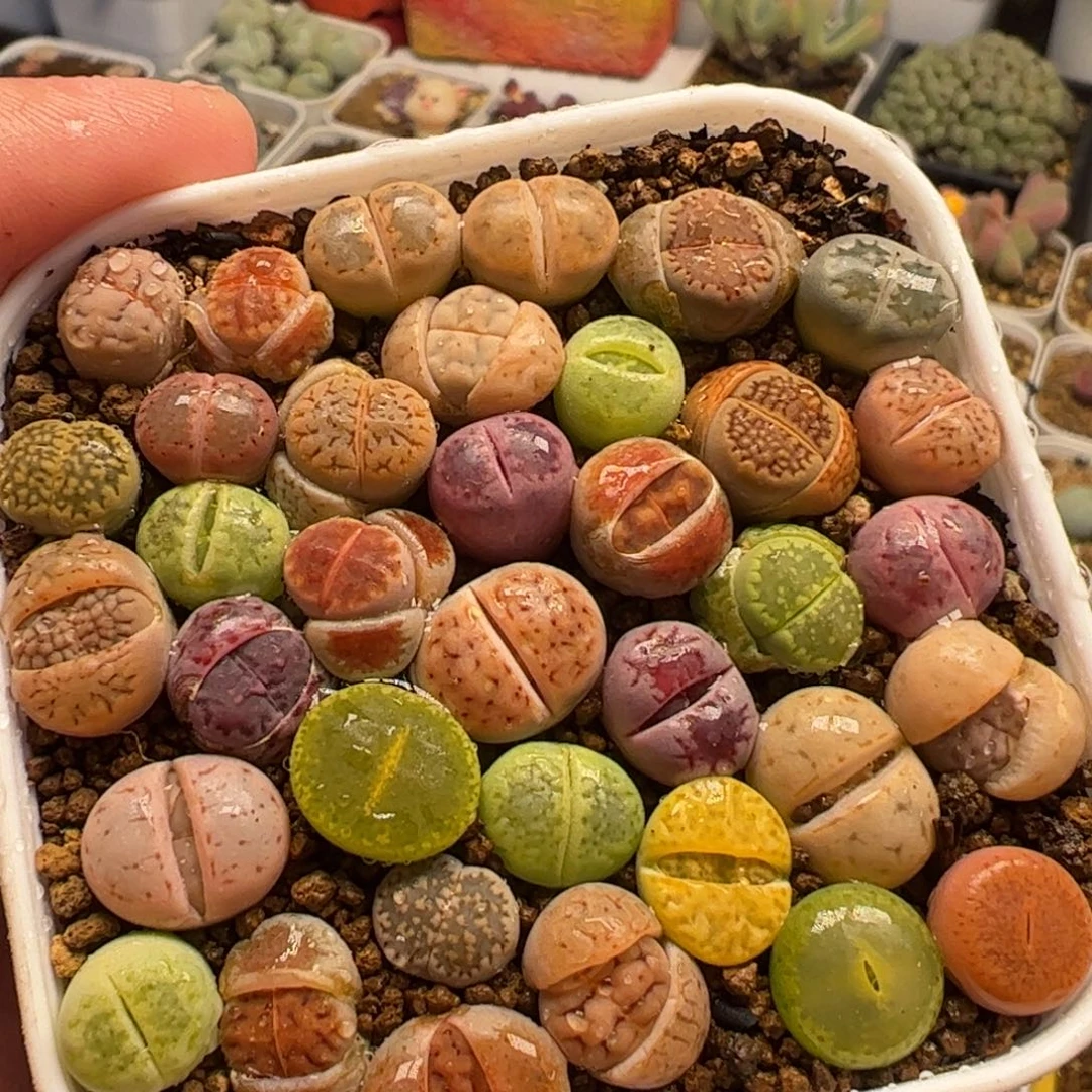 026多肉植物百科