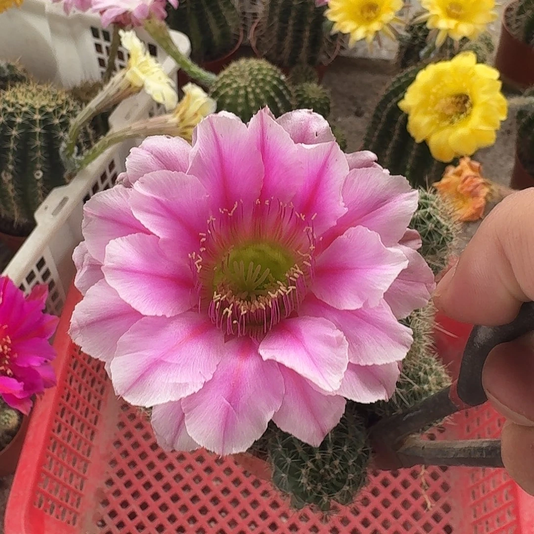 @***签彩草哈哈哈哈哈哈哈哈