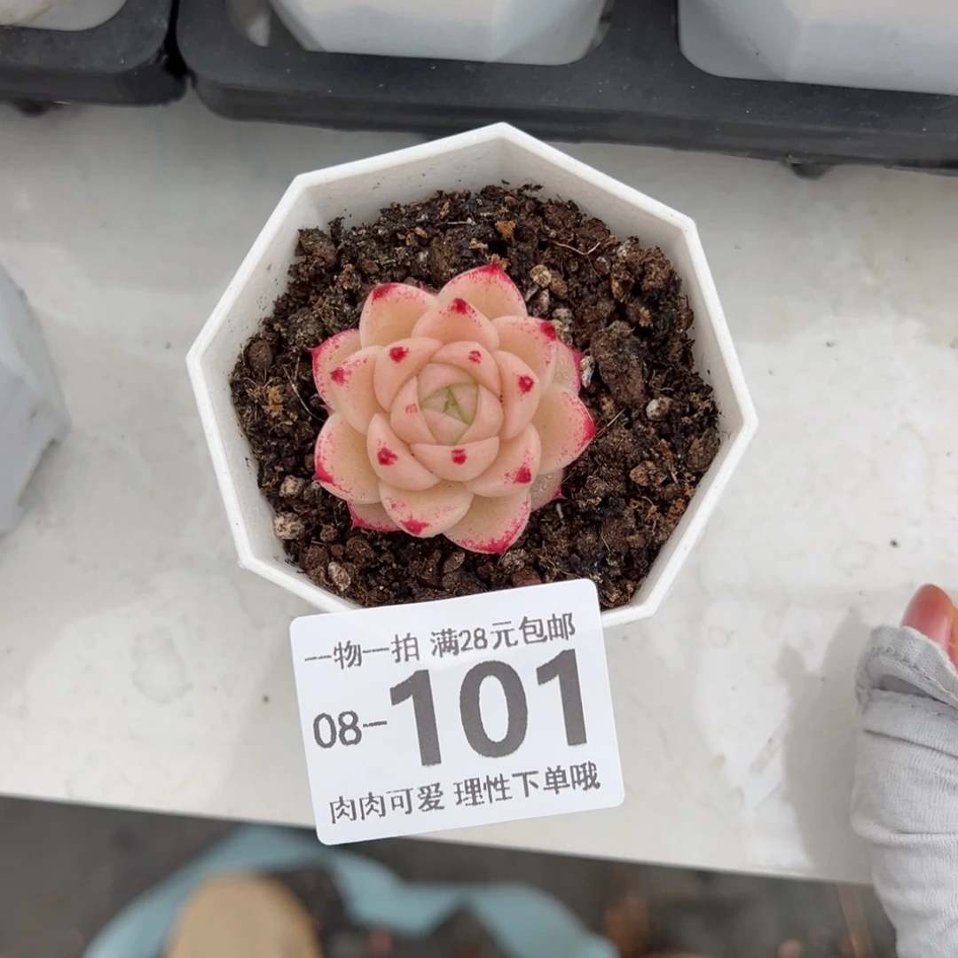 红枫多肉多肉多肉多肉