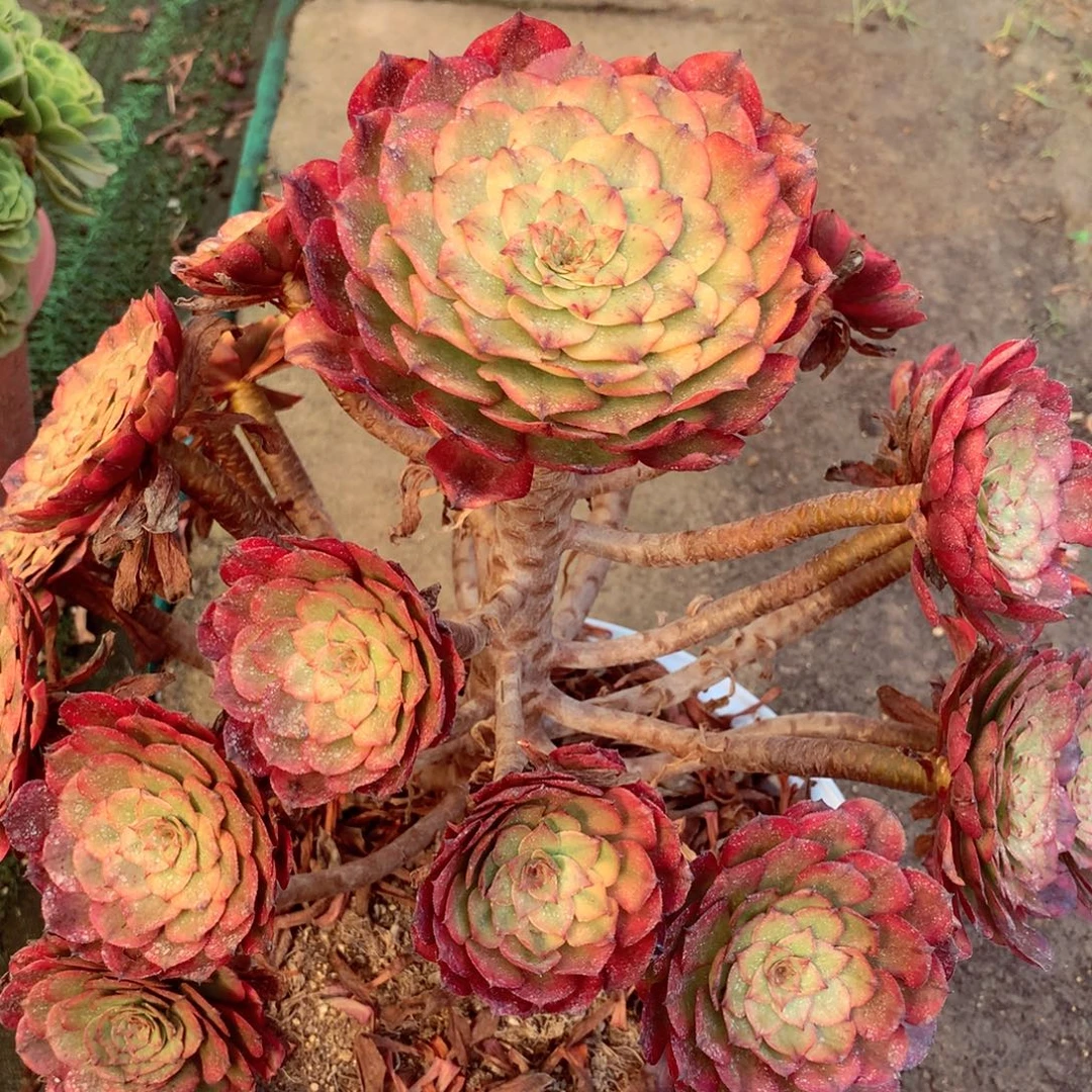 福利粉姬，不售后的