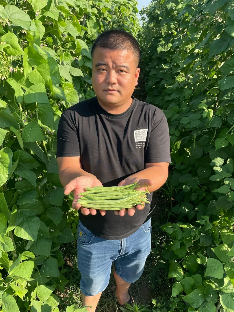 湖南益阳本地四季豆（中通包邮）