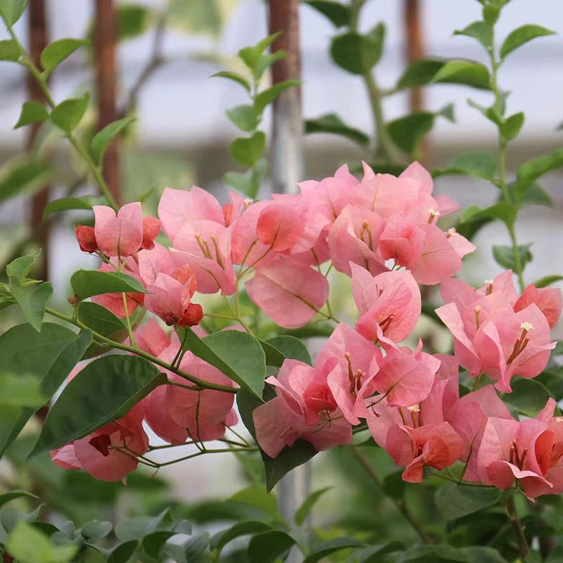 不甜西瓜三角梅插秧袋苗