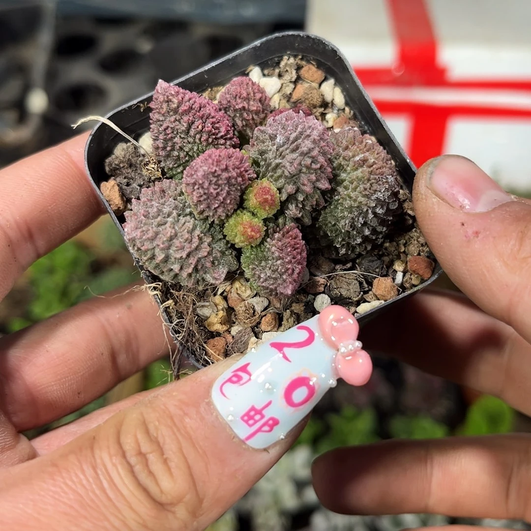 朱子钰单头发货有根发货